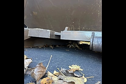 Organizadores de evento param tudo ao verem que tinha alguém assustado embaixo de caçamba de lixo