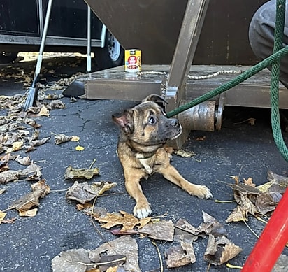 Após avaliação, o filhote estará disponível para adoção.