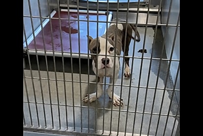 Após rastrear quem abandonou cão, equipe de abrigo faz contato e ouve resposta revoltante.