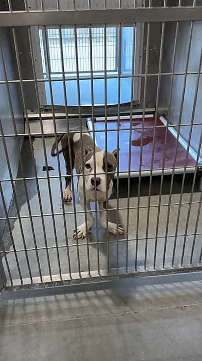 Quando Ducky chegou ao abrigo, sua personalidade alegre chamou a atenção e suas patinhas únicas encantaram a todos.