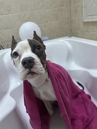 Segundo os voluntários, Ducky é um cachorro brincalhão e carinhoso.