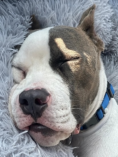 Ducky está em busca de sua família para sempre.