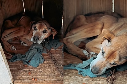 Cão caramelo que foi deixado para definhar acorrentado em casinha encontra um anjo na hora que mais precisava