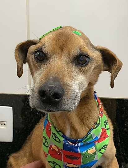 No dia seguinte, Bartô tomou banho.