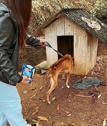Mesmo livre, ele tentou voltar para a casinha.