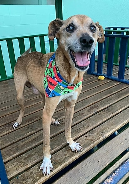 Pouco mais de um mês após o resgate, Bartô está radiante.