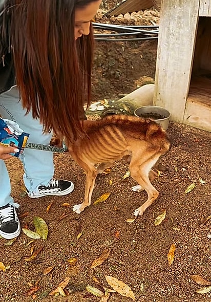 O cão estava encolhido, coberto de sujeira e com os ossos à mostra.