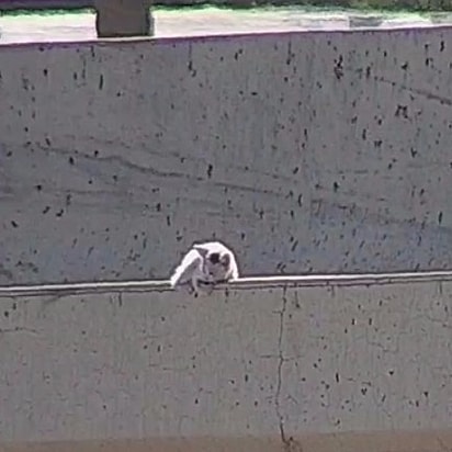 O gato foi visto em uma rodovia de Phoenix, Arizona, nos Estados Unidos.