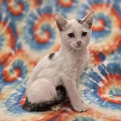 Que esse pequeno aventureiro encontre uma família amorosa e um lar para sempre.