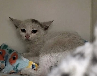 O gatinho está recebendo todos os cuidados necessários e muito carinho enquanto se recupera do susto.