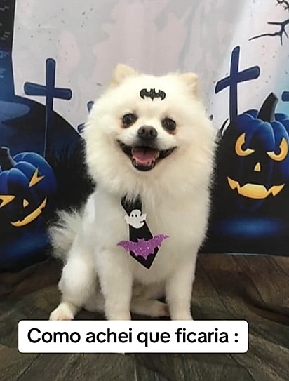 Franciélle Selau queria que seu Lulu ficasse com a tosa igual à da foto.