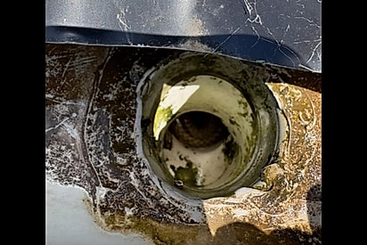 Mulher serra cano aberto e acaba encontrando animal perigoso dentro