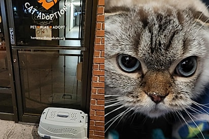 Gato de raça é deixado em porta de abrigo de animais junto com carta triste que explicava motivo