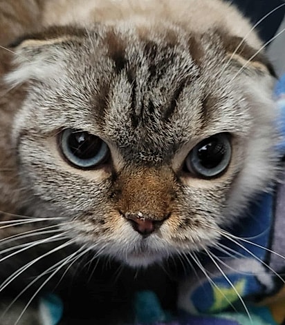 Bobo, um gato da raça Scottish Fold.