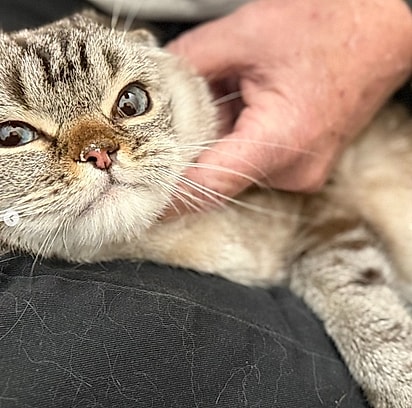 Apesar de tudo, ele era um gato doce.