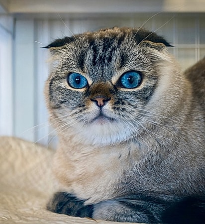 Gatos Scottish Fold, como Bobo, parecem de pelúcia.