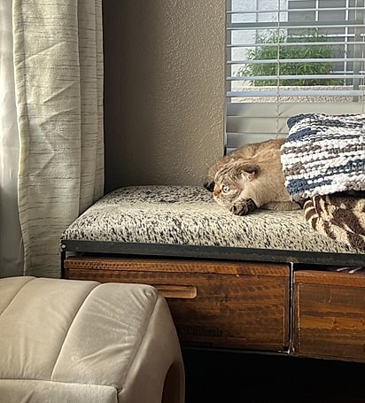 Bobo está se adaptando ao novo lar.