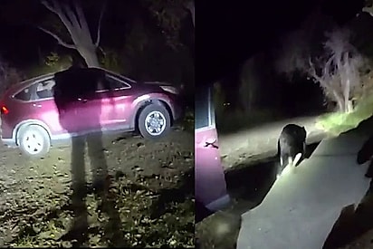 Animal giagante sai correndo