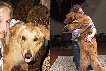 Há 18 anos, jovem pega filhote de Golden no colo achando que o salvava — mas ele que a salvou muitas vezes