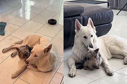 Em seu último dia de vida, cachorrinha idosa dá o último adeus a cada um dos seus irmãos canino e caso comove