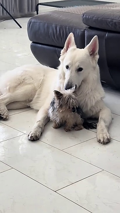 A matilha foi ensinada a respeitar a yorkshire.