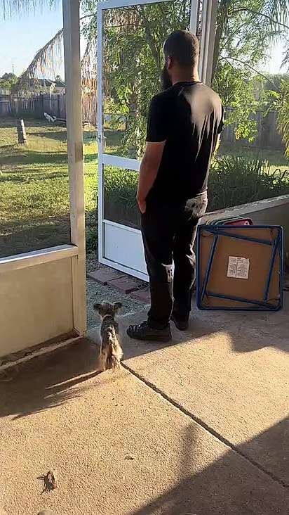 A cachorrinha era respeitada pelos pastores.