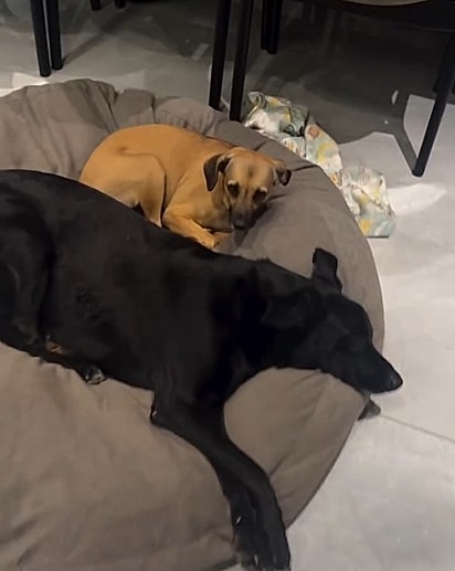 Heloisa Mota mostrou a sua “coleção de luxo” de cães de raças raríssimas.