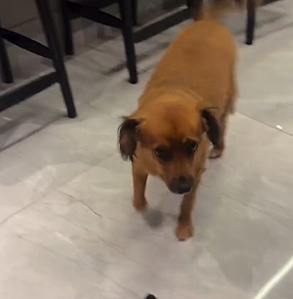 Os cães de Heloísa têm uma história de amor, resgate e companheirismo verdadeiro.