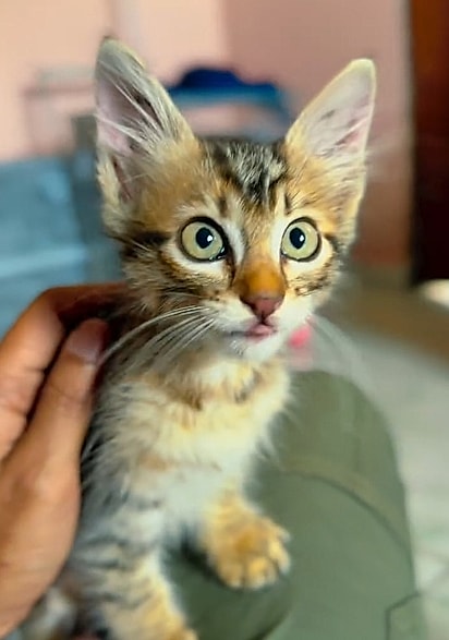 A gatinha foi resgatada de uma situação perigosa.