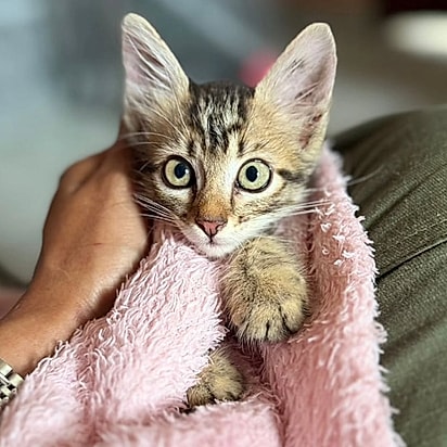 A felina está em busca do seu lar para sempre.