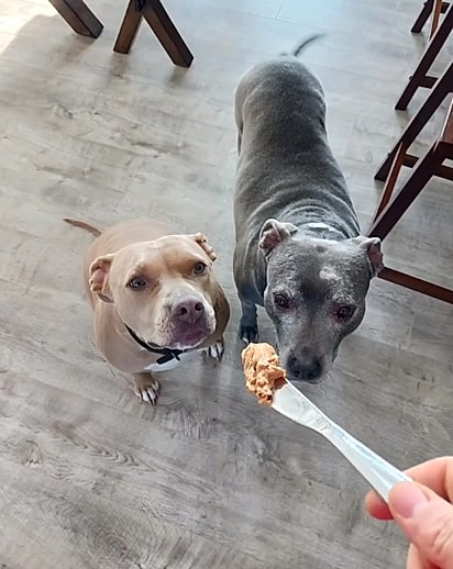 Tiny e Little, duas pitbulls.