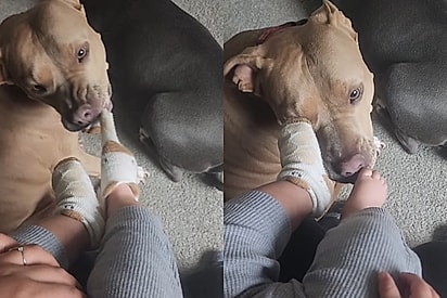 Pitbull apaixonada por bisnaguinhas tira meias de irmão humano e promove cena mais fofa de todas
