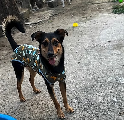 Após ser resgatado e cercado de amor, Pepe se transformou em um cão alegre, confiante e cheio de vida.