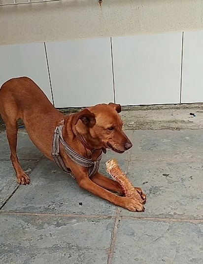 Wilson ainda espera por um lar.