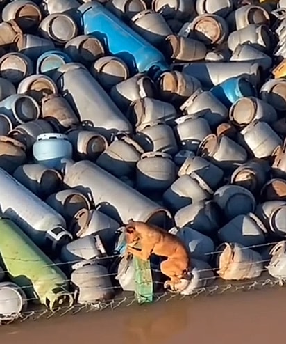 O vira-lata caramelo ficou ilhado, tentando se equilibrar sobre uma pilha de botijões de gás.