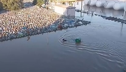 Marcelo mergulhou nas águas geladas e nadou até ele.