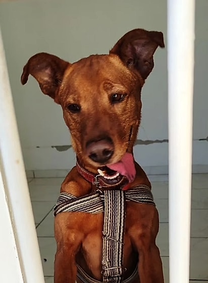 Wilson é um vira-lata caramelo.