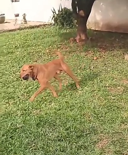 Wilson é um cão alegre e adora brincar.