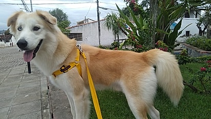 Nero é uma mistura de husky siberiano com golden retriever.