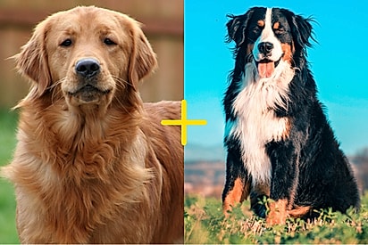 Tutor mostra seu cão mistura de Golden retriever com Bernese e beleza de pet chama atenção.