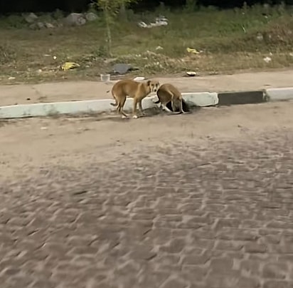 Os cães usam o bueiro como abrigo.