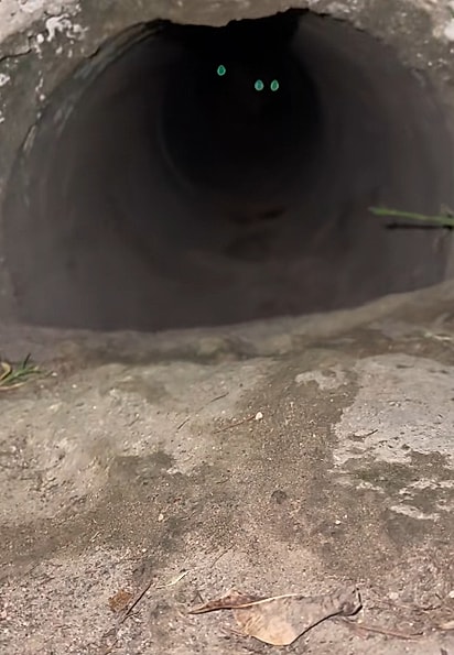 Os olhos dos cães refletindo, no fundo do bueiro.