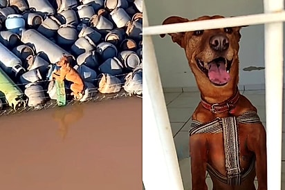 Wilson cão caramelo que ficou famoso por ser sobreviver ilhado em pilha de botijões, tenta superar seu maior desafio 