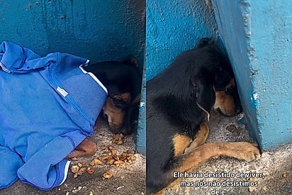 Conheça Pepe, o cachorrinho triste que só olhava para a parede e hoje encanta com seu sorriso lindo.