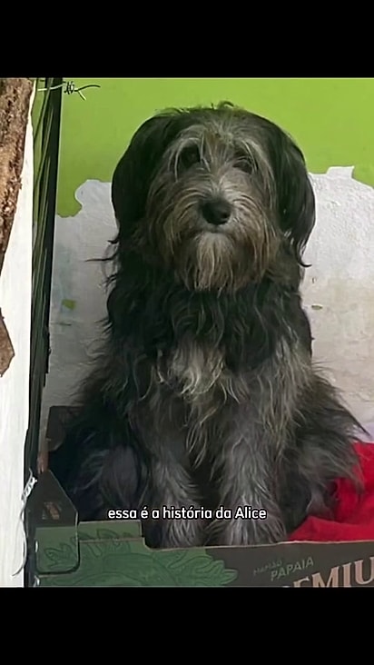 A antiga tutora pediu ajuda para doá-la.