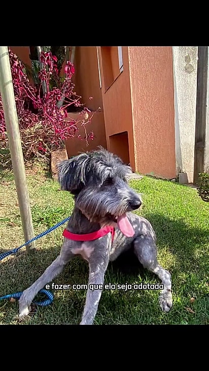 A cachorrinha segue há 8 meses em um abrigo.