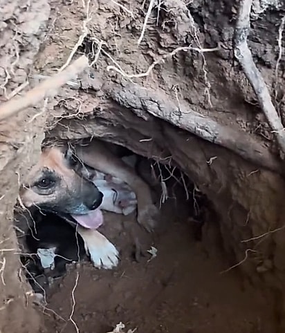 A cachorrinha protegia seus seis filhotes dentro do buraco.