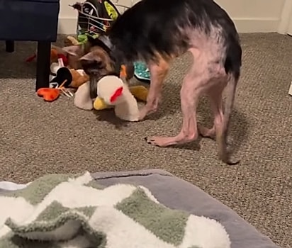 Mogli começou a perder pelos de forma acelerada.