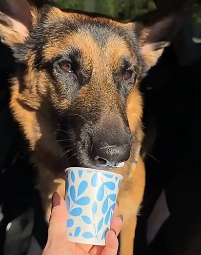 Como Mogli está atualmente.