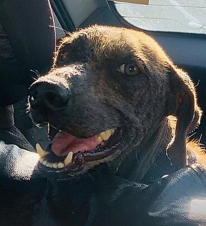 Max recebeu cuidados intensivos e muito amor.